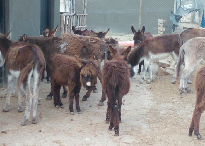 Donkeys