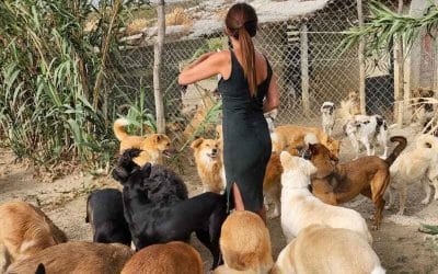 From animal sanctuary to rabies prevention