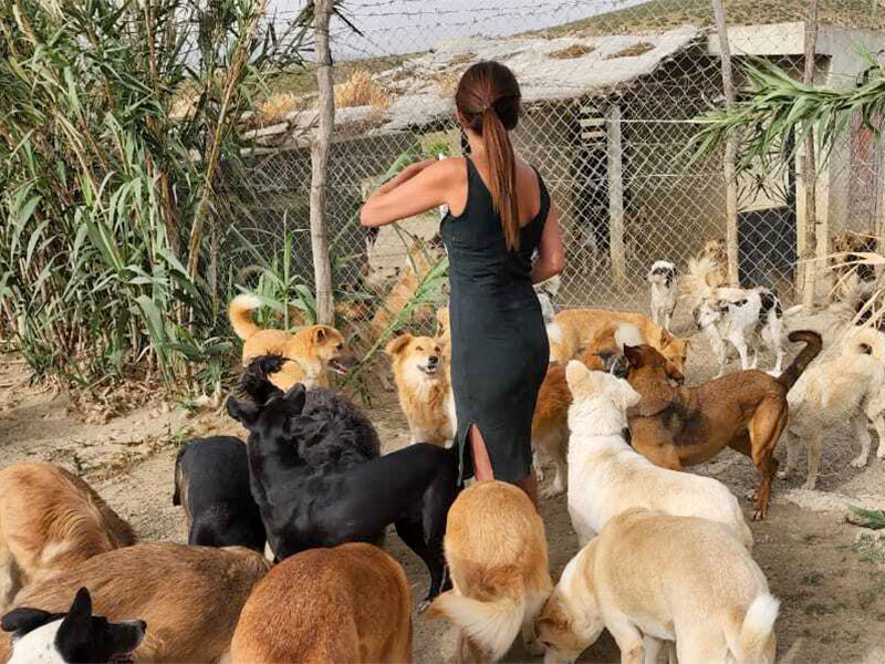 From animal sanctuary to rabies prevention