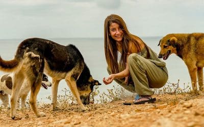 Morocco has 3 million stray dogs. Meet the people trying to help them