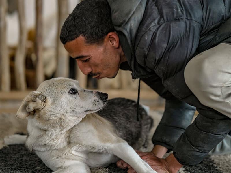 SFT Tangier Opens Morocco’s Heart to Stray Dogs