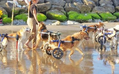 Heartwarming video shows disabled shelter dogs visiting beach in wheelchairs