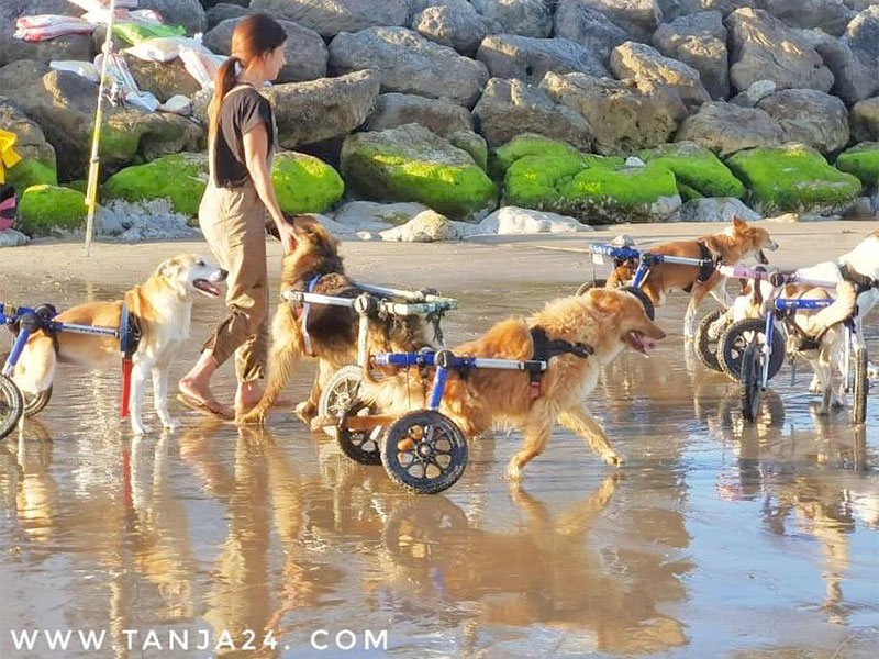 disabled shelter dogs visiting beach in wheelchairs