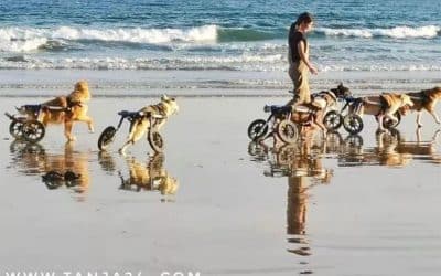 Des chiens handicapés à la plage, la vidéo qui touche les internautes marocains