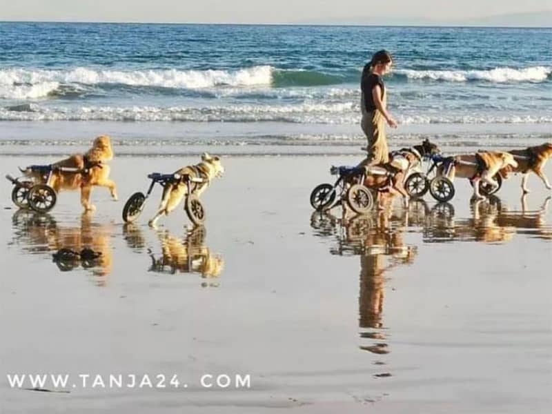 SFT Morocco, chiens handicapés à la plage