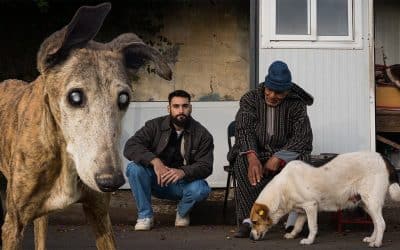 La DURA REALIDAD de los PERROS en Marruecos