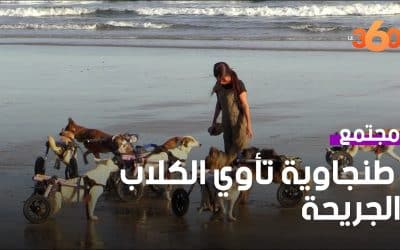 سليمة القضاوي “أم” الكلاب الجريحة في طنجة
